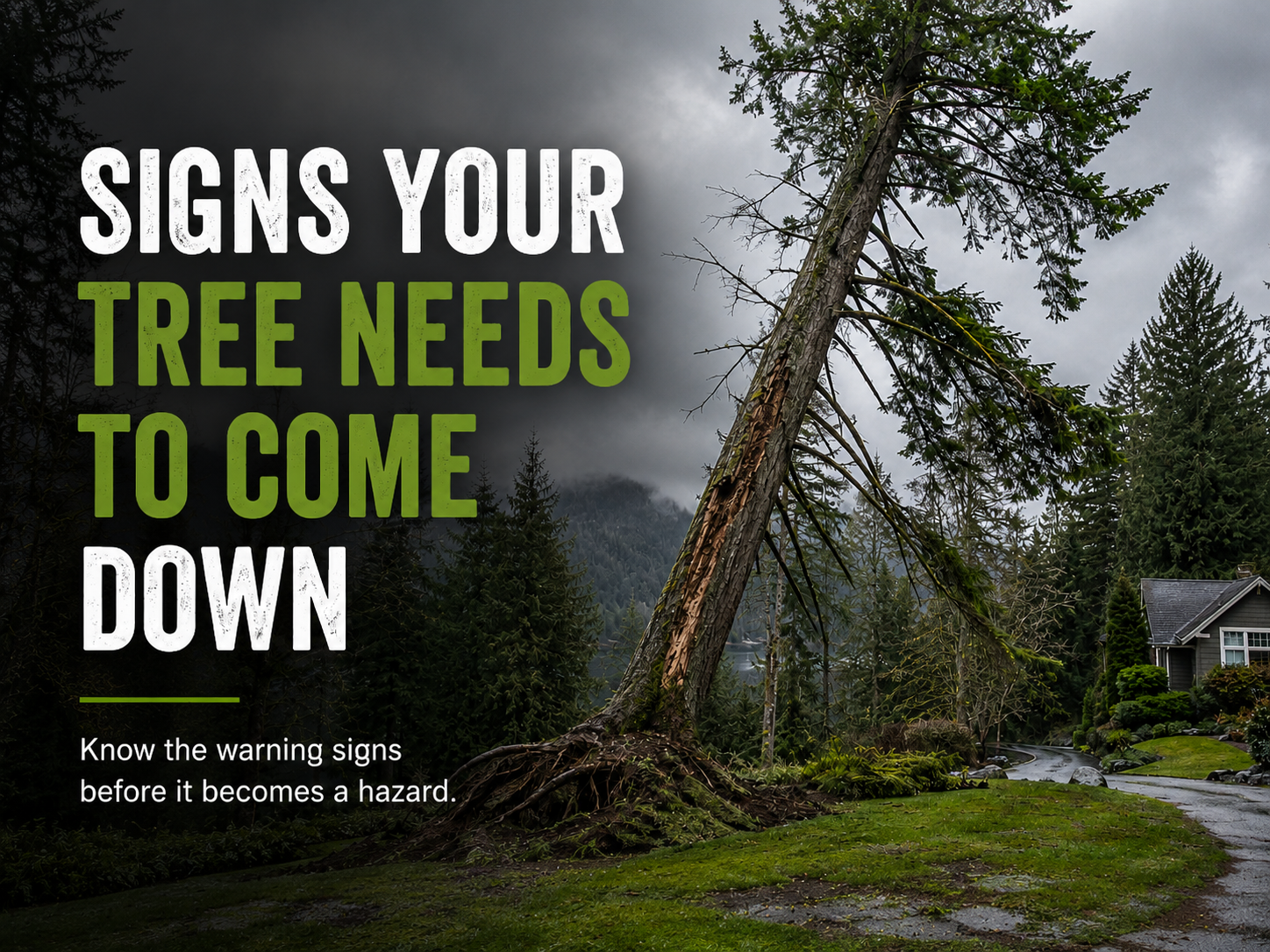 Signs Your Tree Needs to Come Down