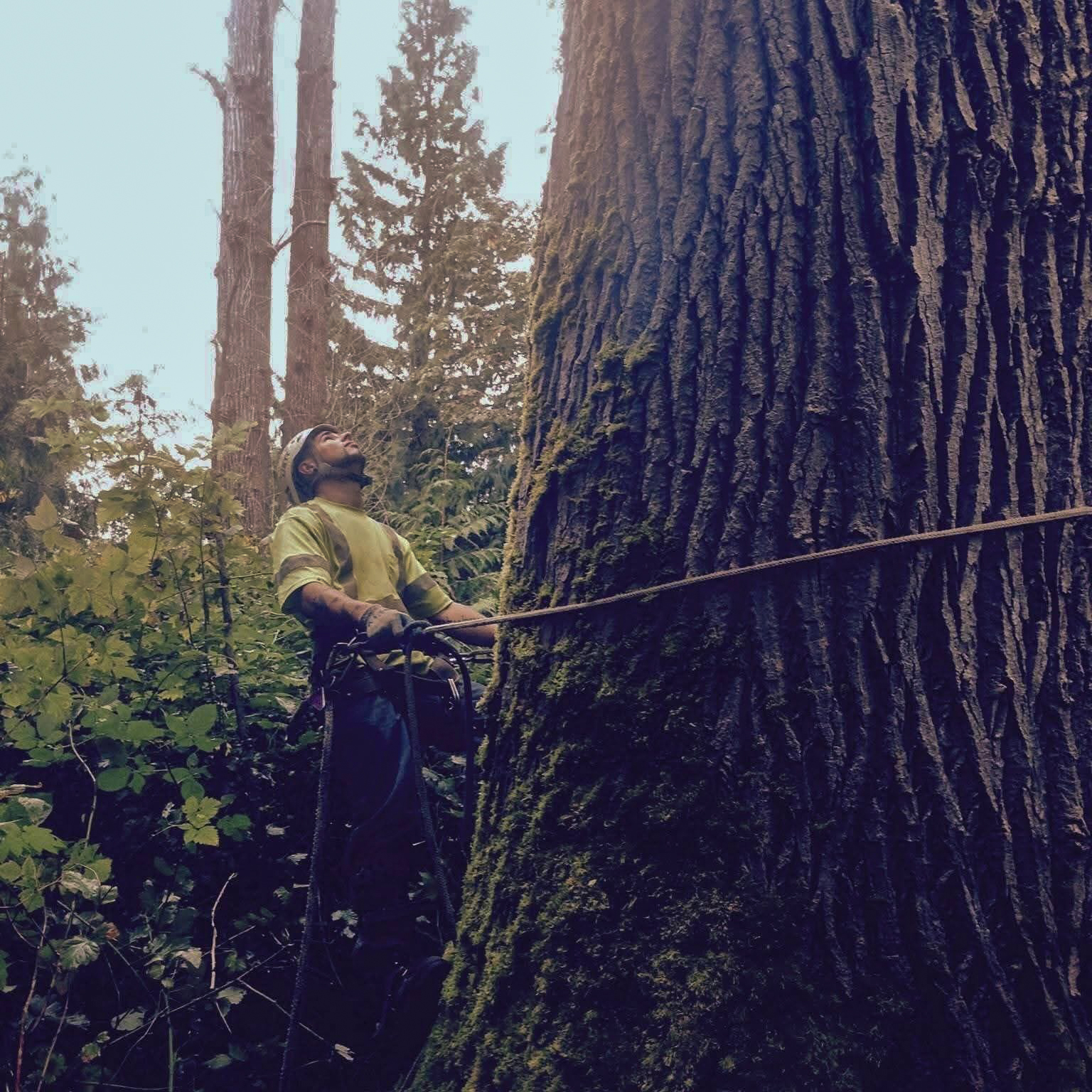 Hazard Assessment — Rocky Peak Tree Service