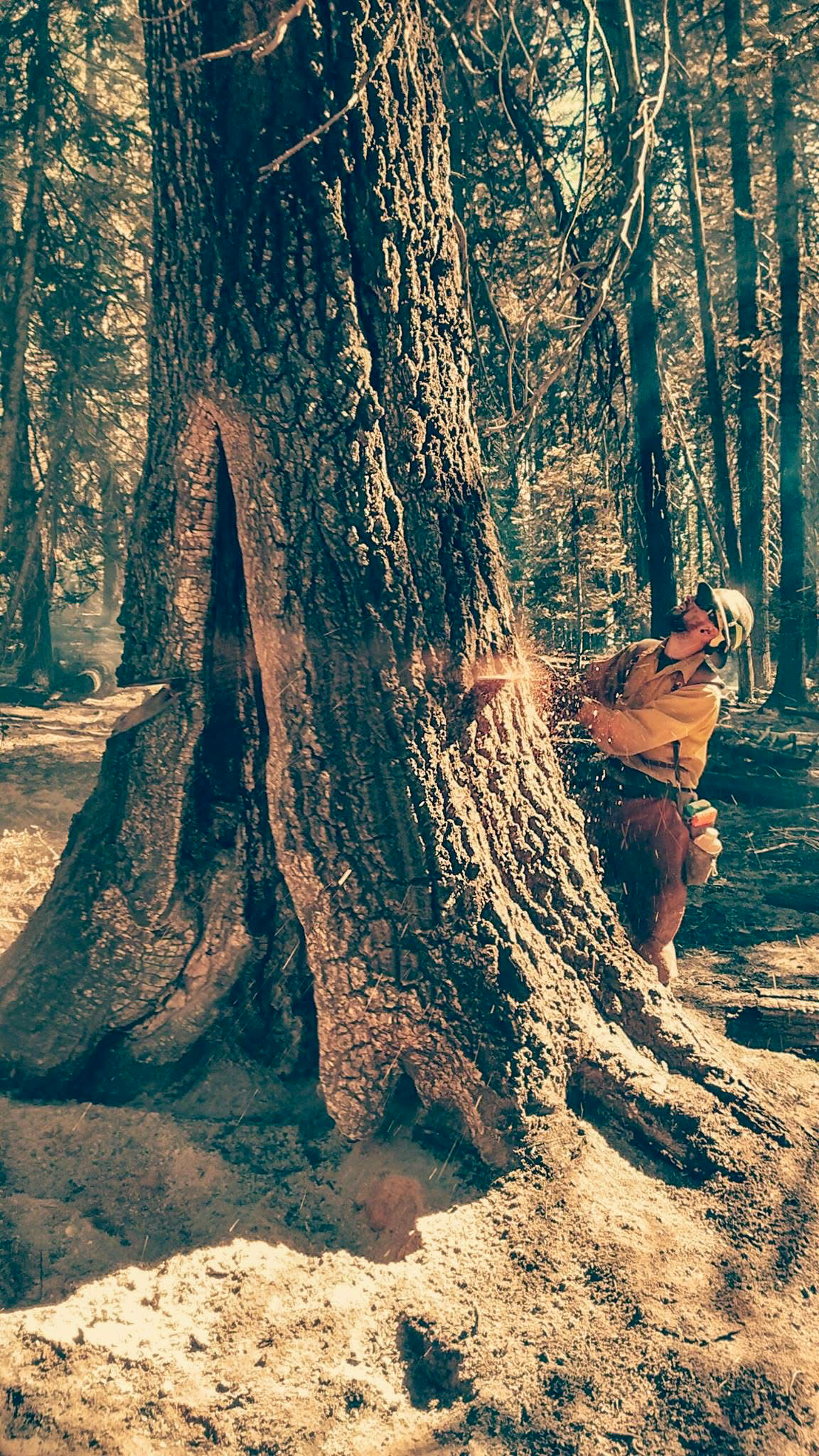 Standing beside a massive old-growth trunk