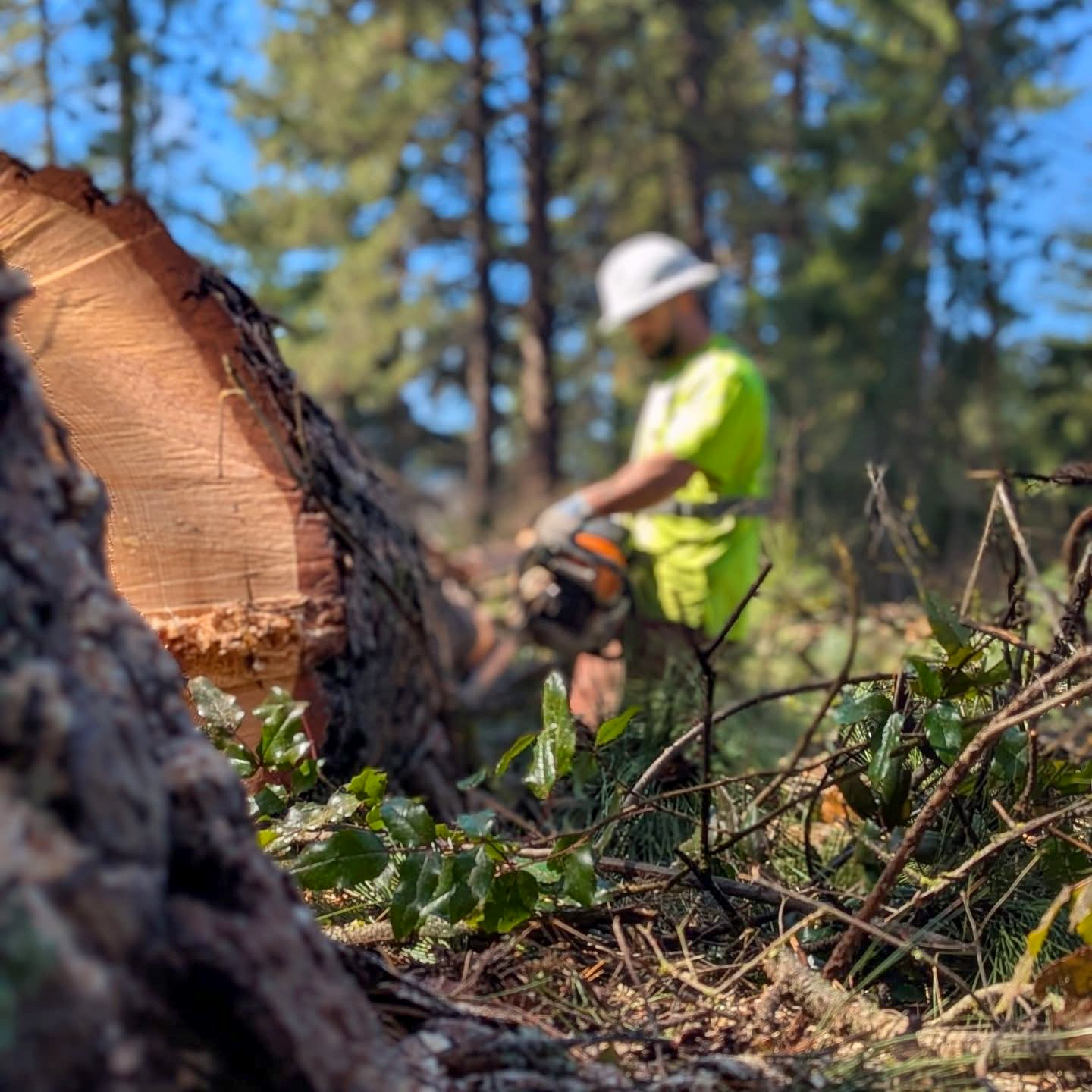 Bucking a felled log on a forest job site