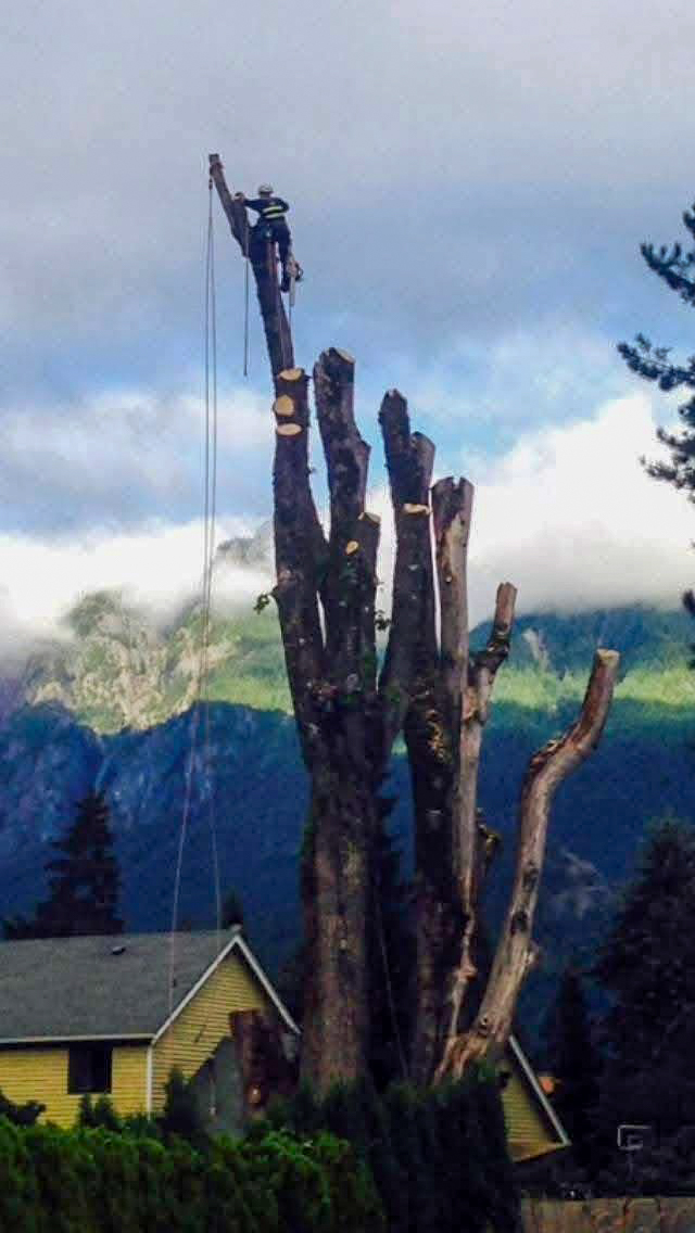 Climbing a tall spar tree with mountain views