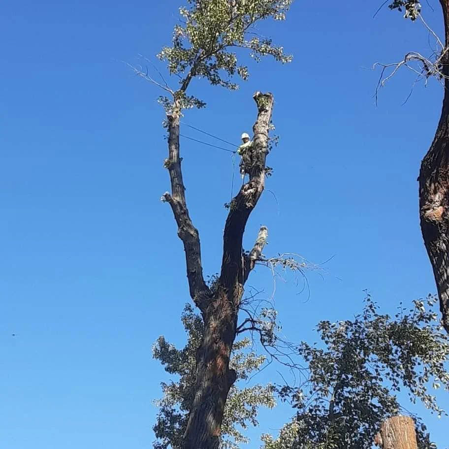 Climbing high in the canopy under blue sky
