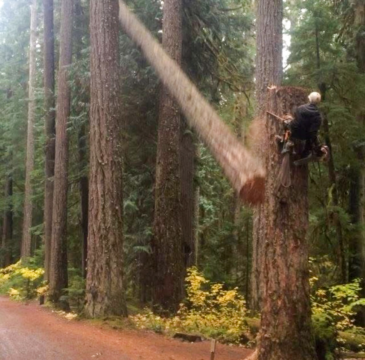 A tree felled roadside, threading the gap perfectly