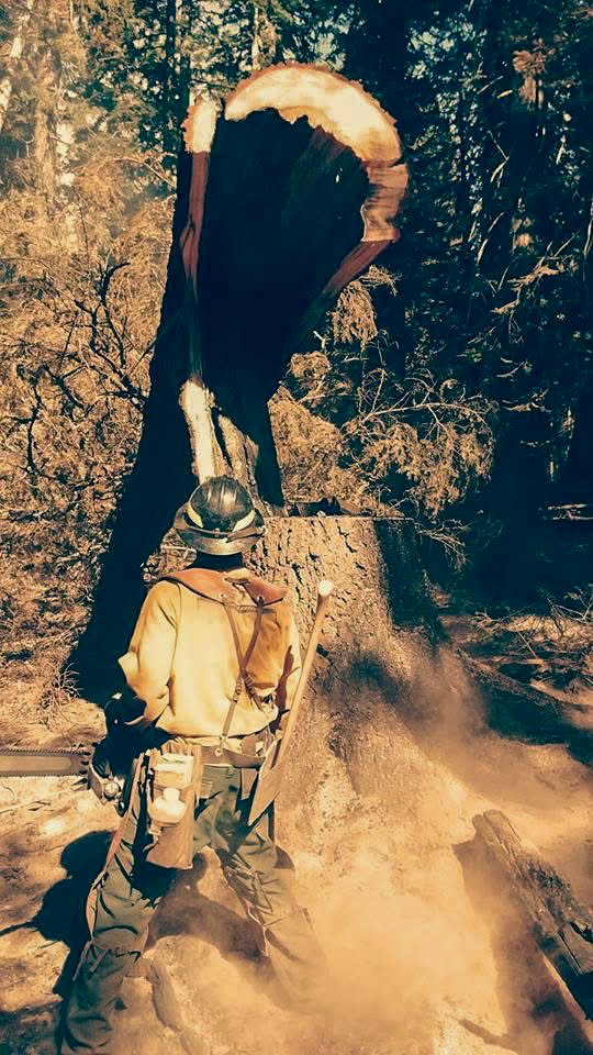 Felling a dead tree with dust and ash flying
