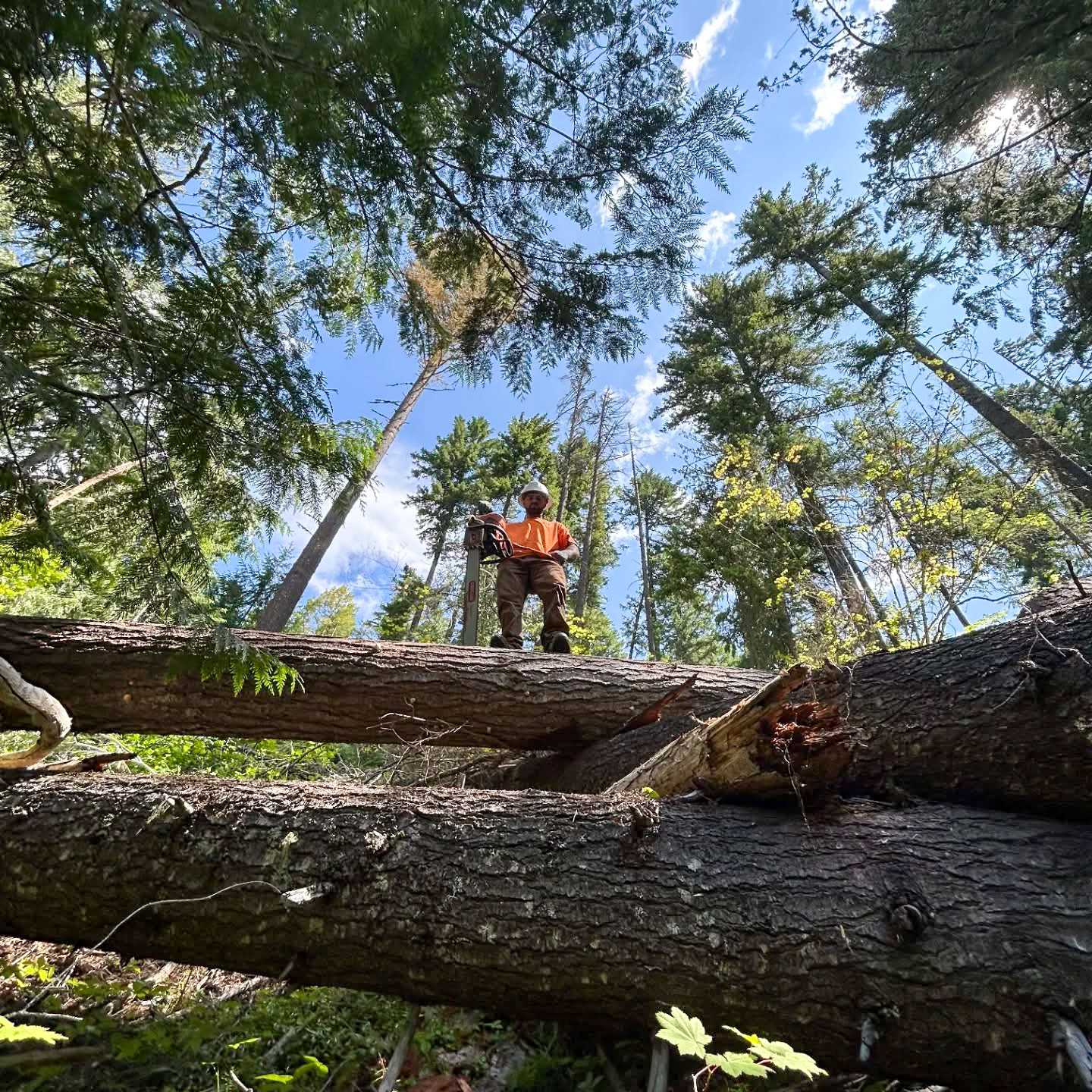 Looking down on a felled tree after removal