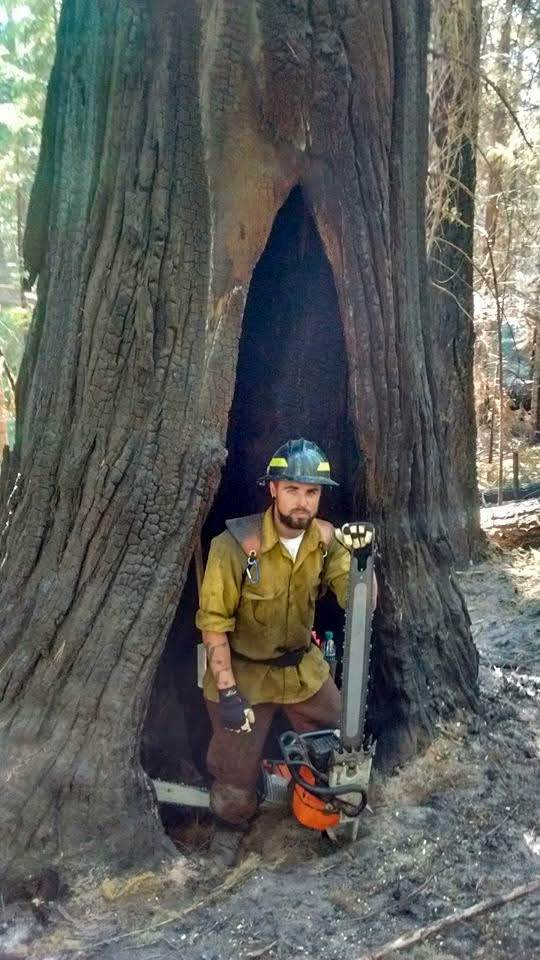 Inside a hollowed tree cavity with the chainsaw