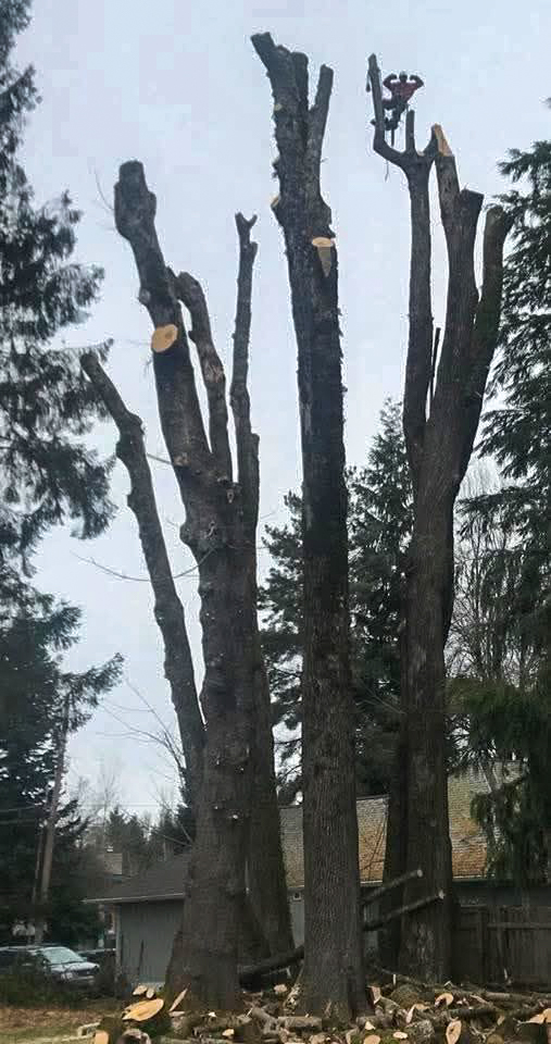 Topping dead snags in a residential yard