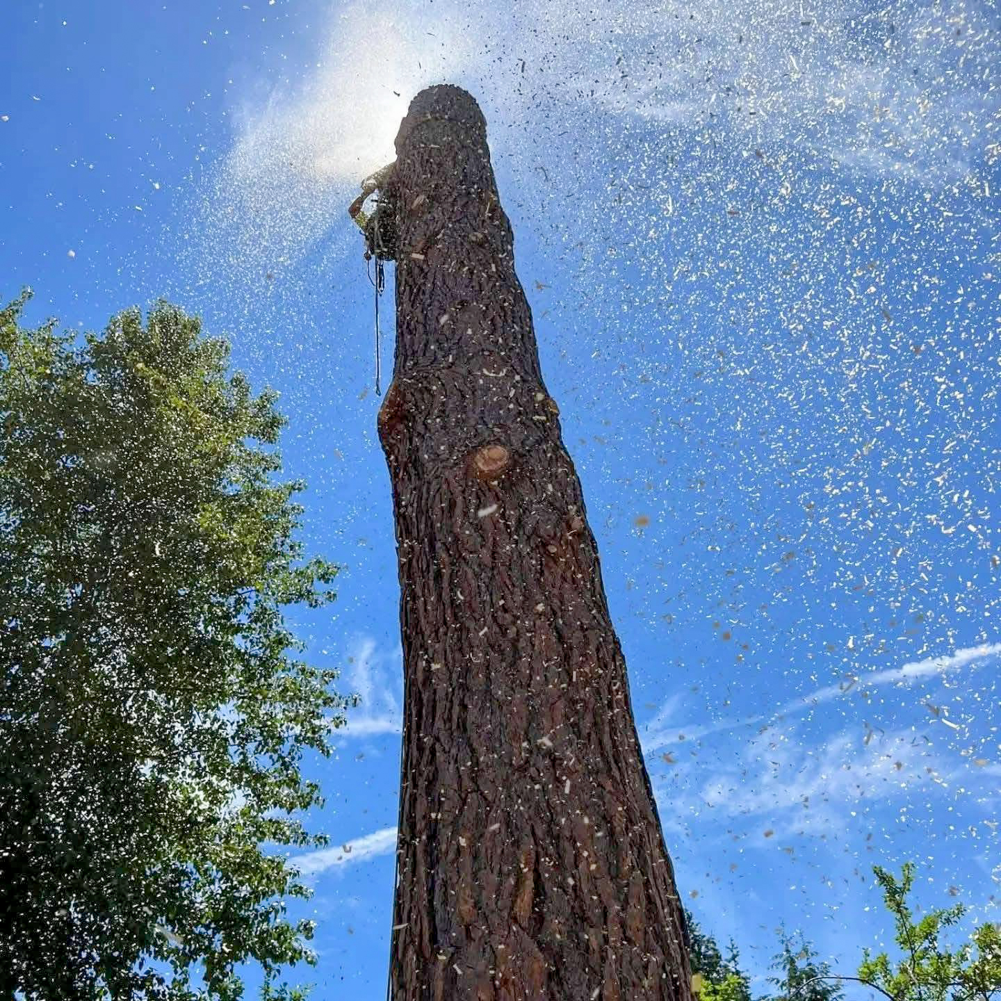 Sawdust spray captured from above during cutting