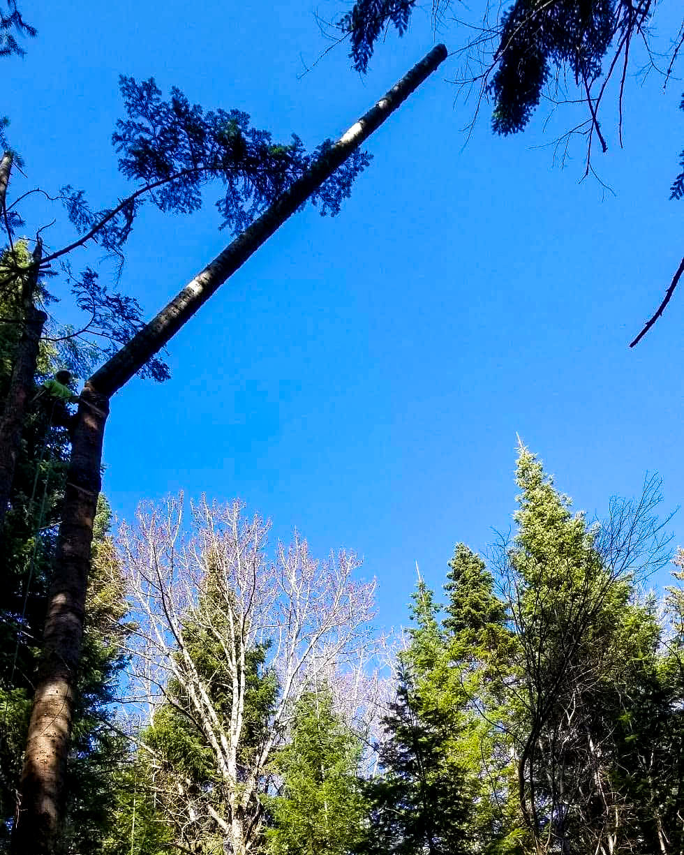 A tree falling mid-air against the sky during removal