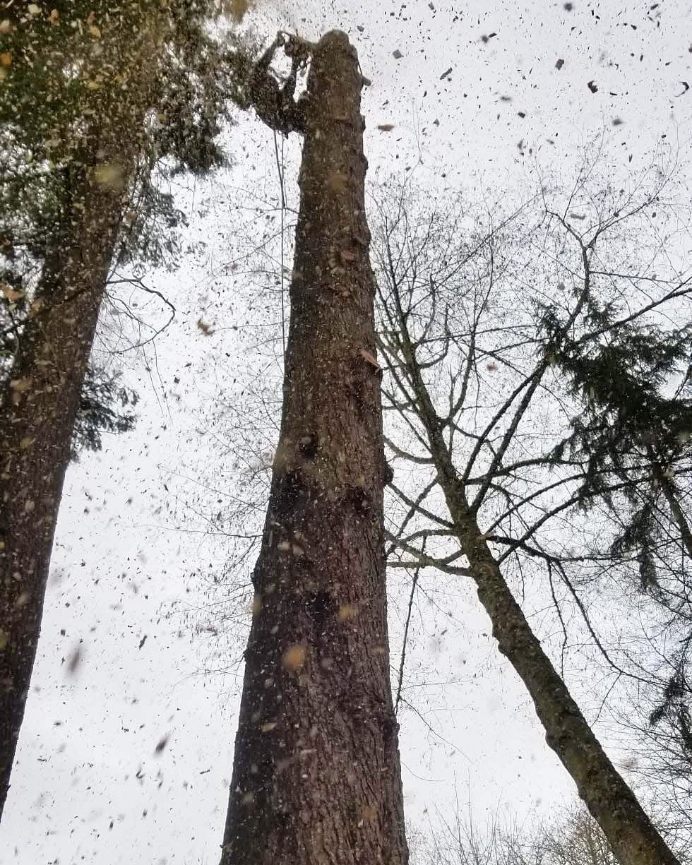 Chips flying during a tree removal job, view from above