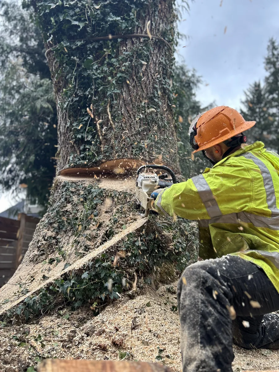 Tree Removal — Rocky Peak Tree Service