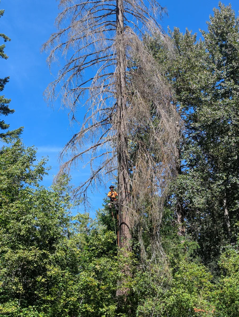 Dead tree removal — clean and safe